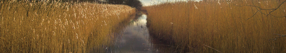 morecambe bay wildlife network