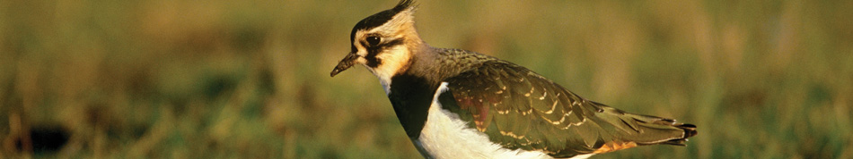 morecambe bay wildlife network