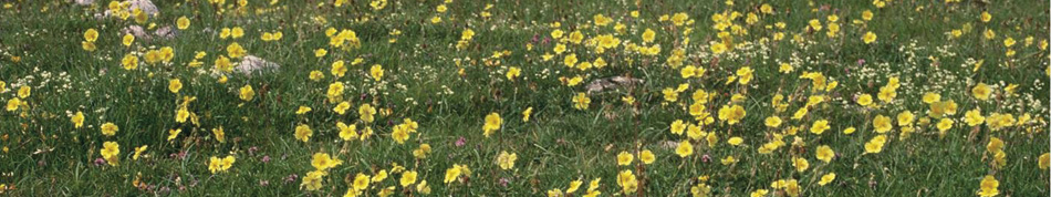 morecambe bay wildlife network