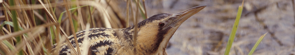 morecambe bay wildlife network